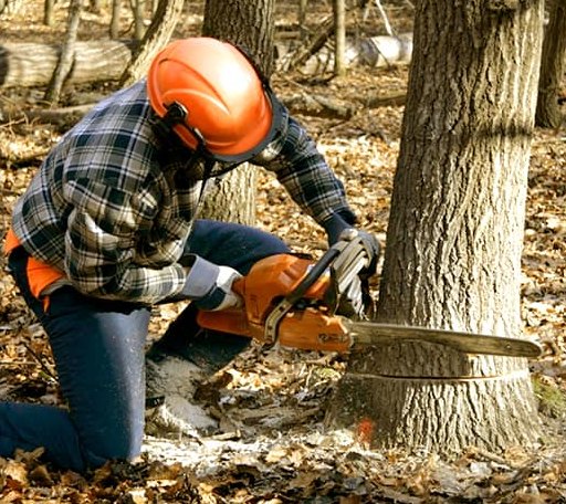 Tree Removal in Hinsdale, MA